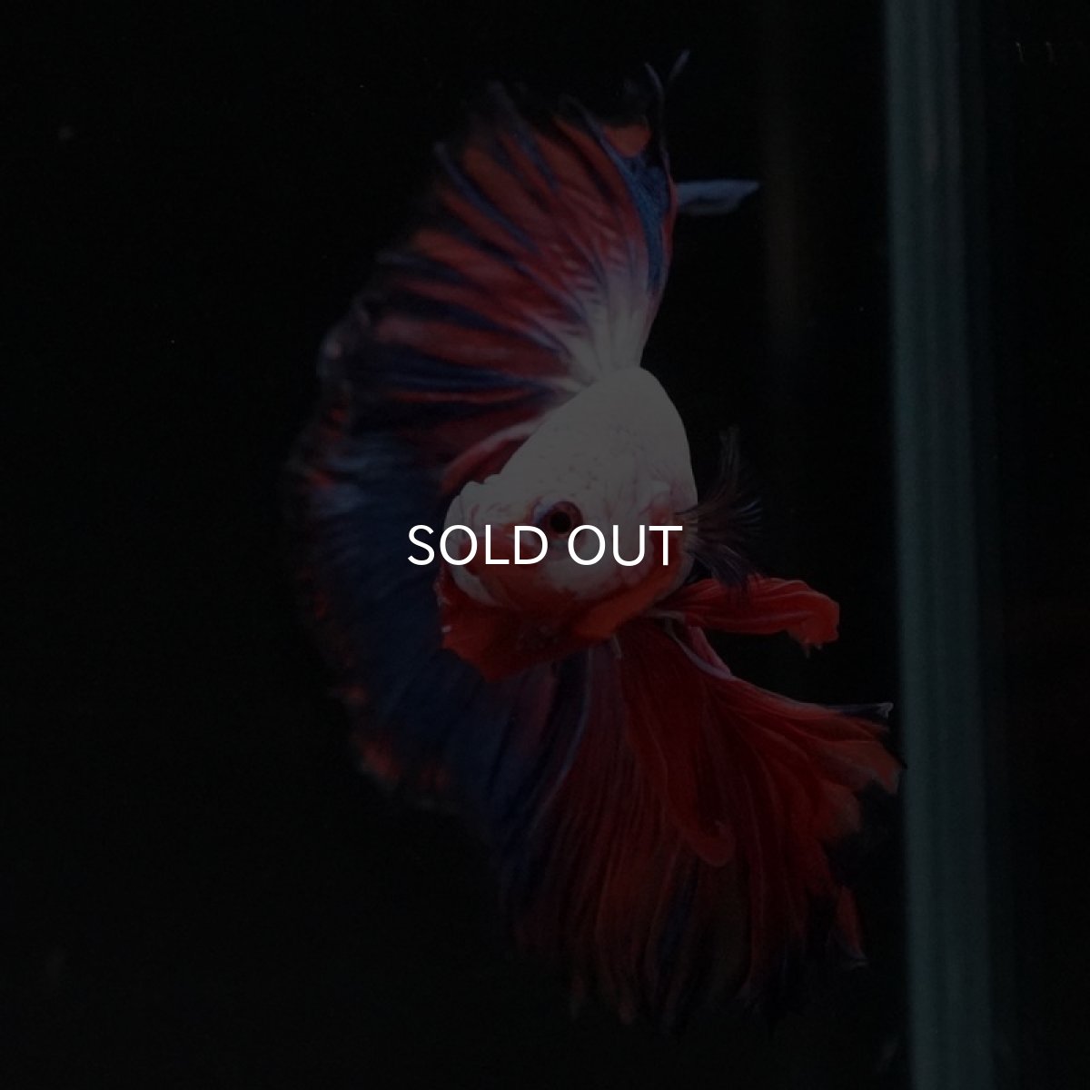 画像5: HM ホワイトファンシー (5)