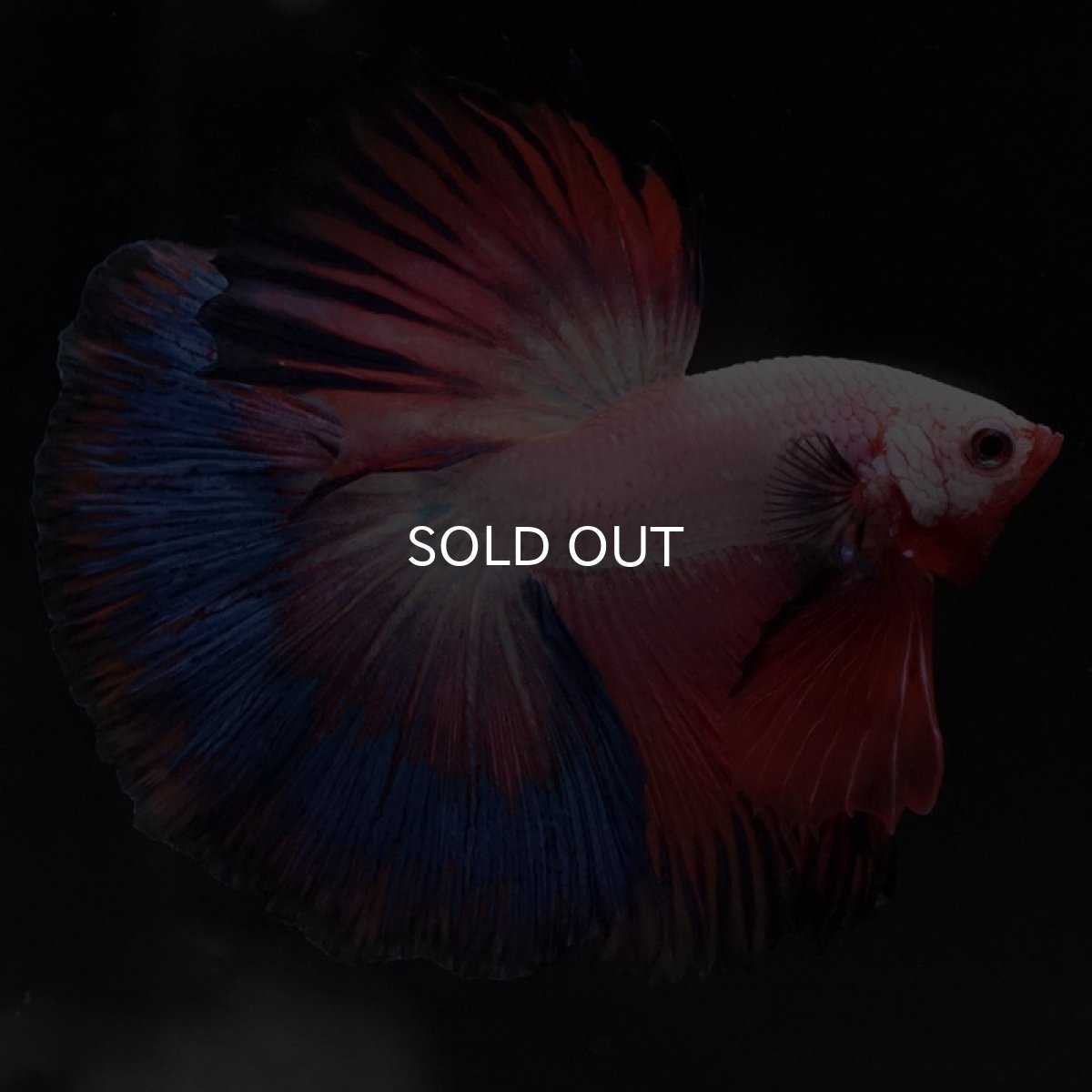 画像4: HM ホワイトファンシー (4)