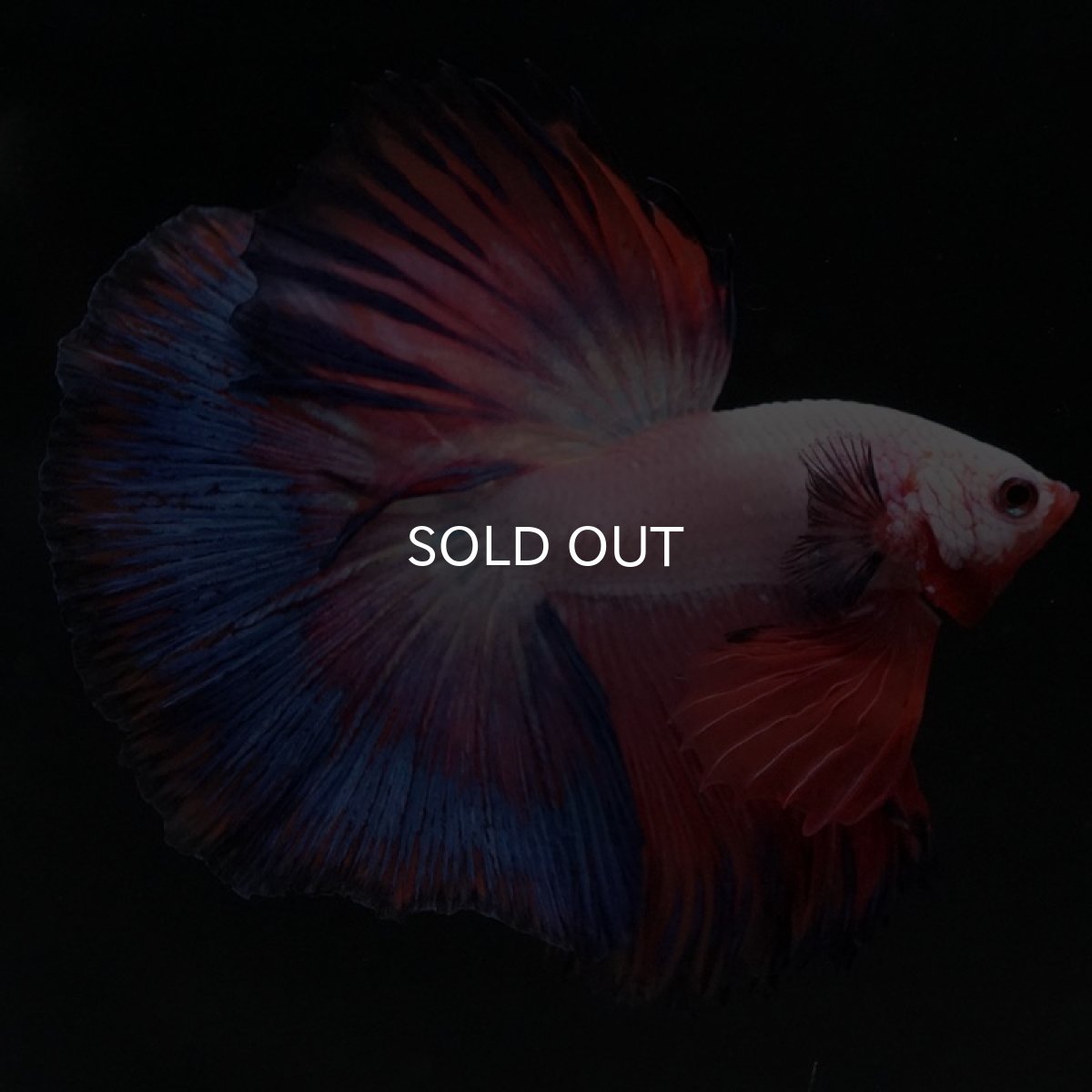 画像2: HM ホワイトファンシー (2)