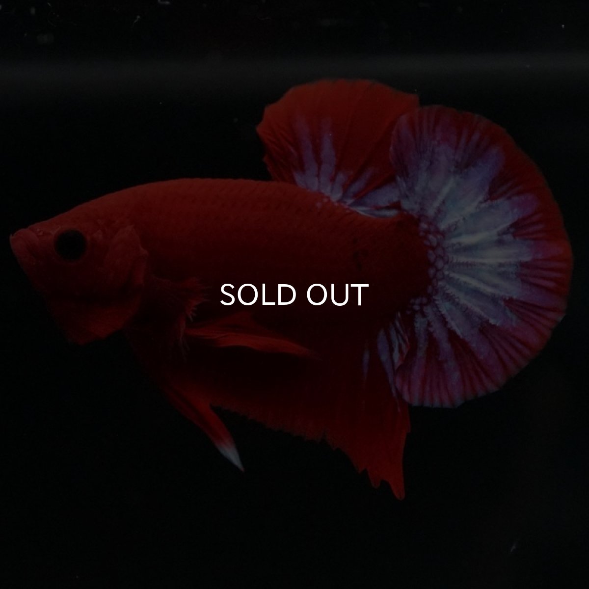 画像9: HMPK ヘルボーイ (9)