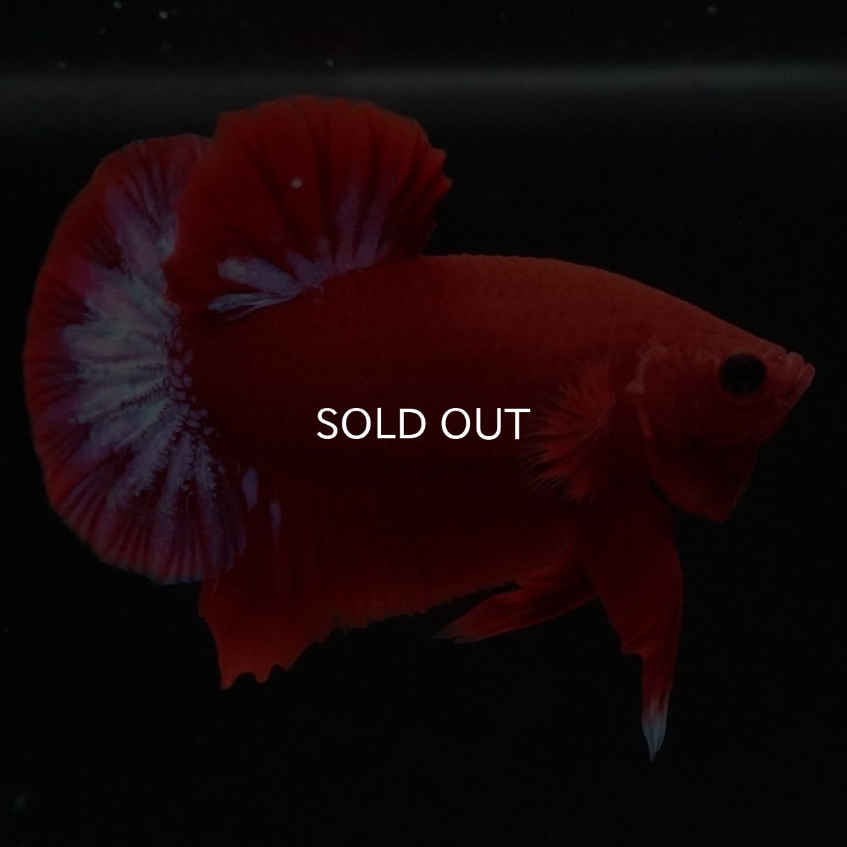 画像7: HMPK ヘルボーイ (7)