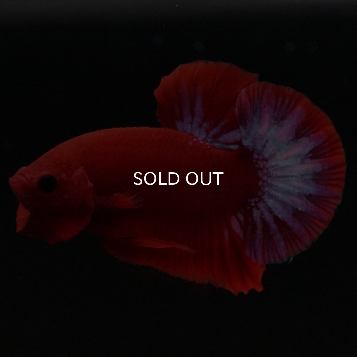 画像8: HMPK ヘルボーイ (8)