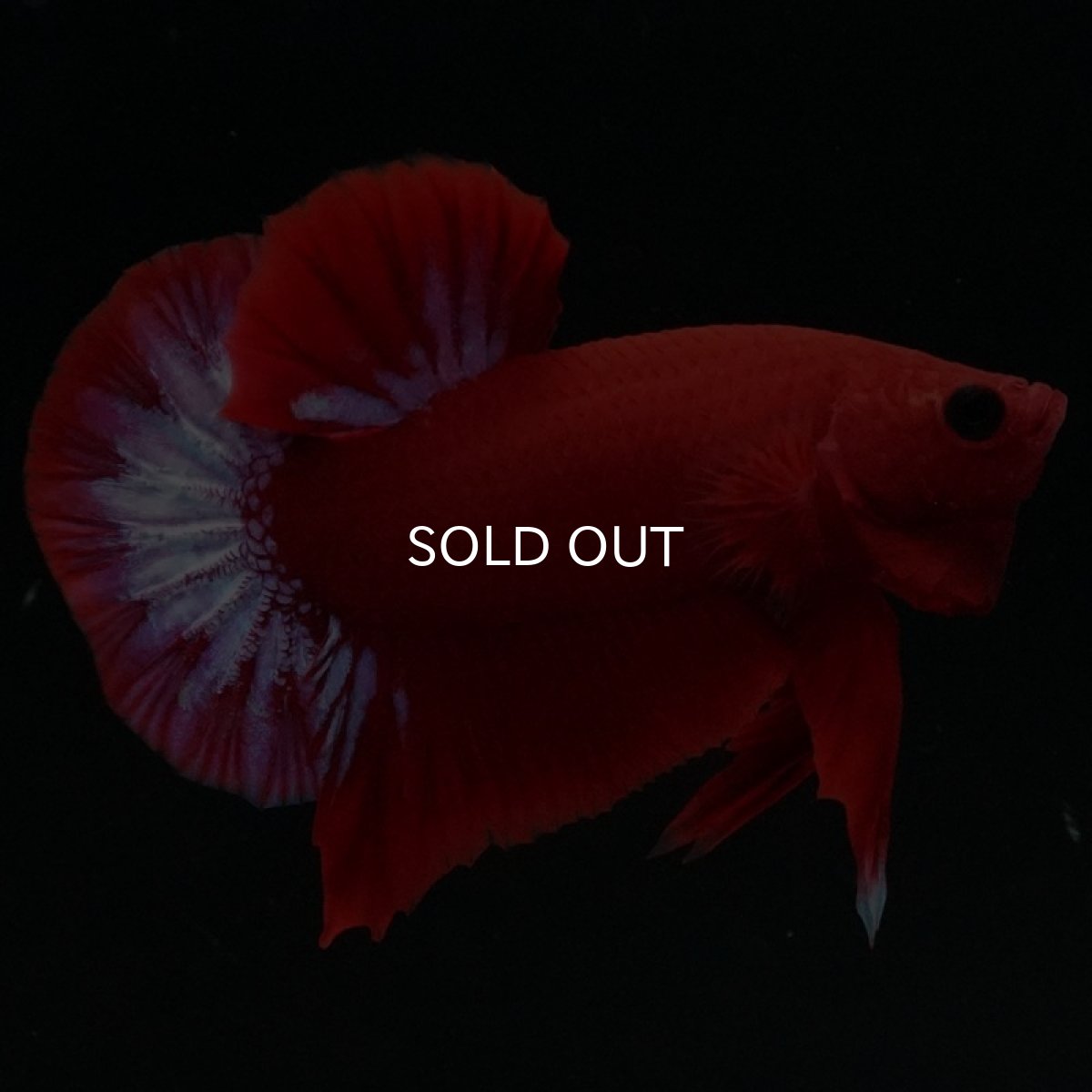 画像5: HMPK ヘルボーイ (5)