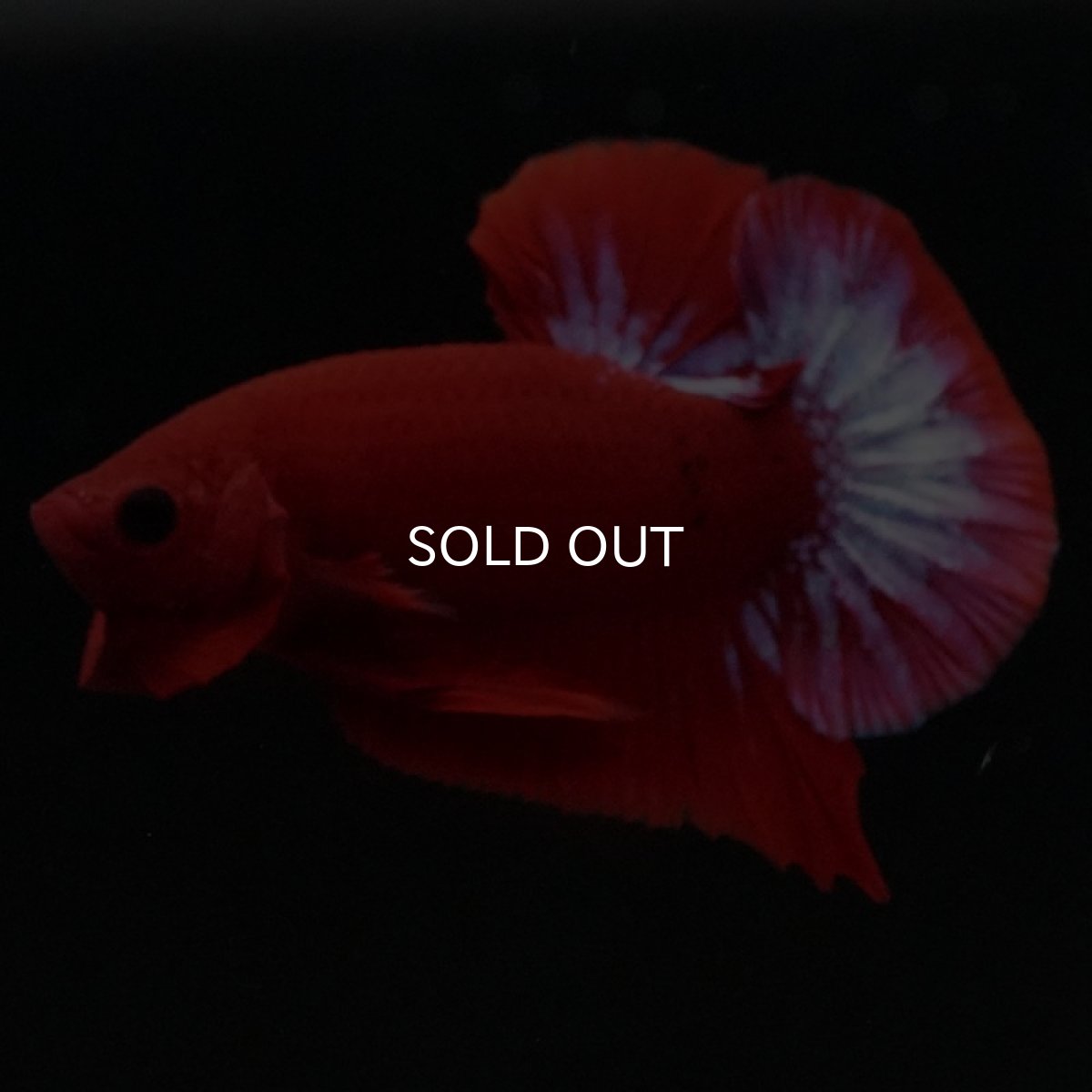 画像2: HMPK ヘルボーイ (2)