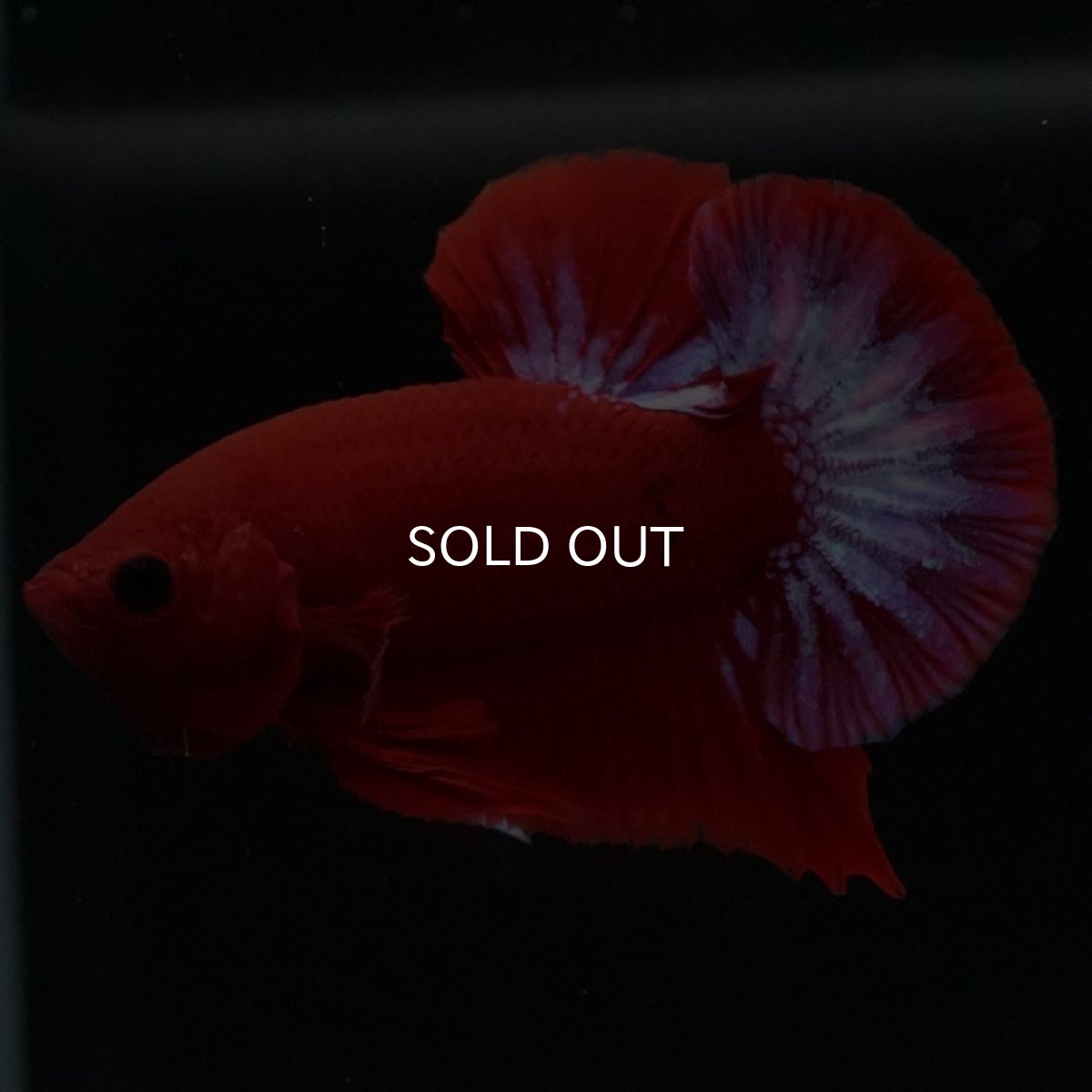 画像6: HMPK ヘルボーイ (6)