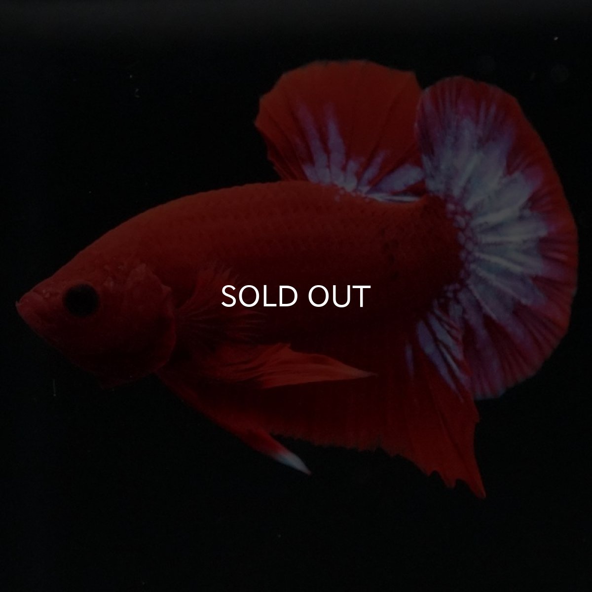 画像4: HMPK ヘルボーイ (4)