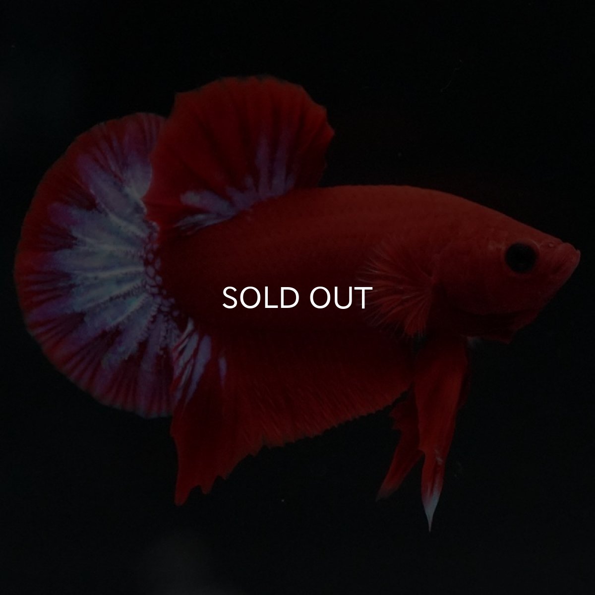 画像3: HMPK ヘルボーイ (3)