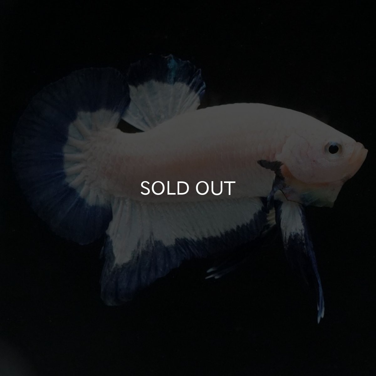 画像7: HMPK ブルーリム (7)