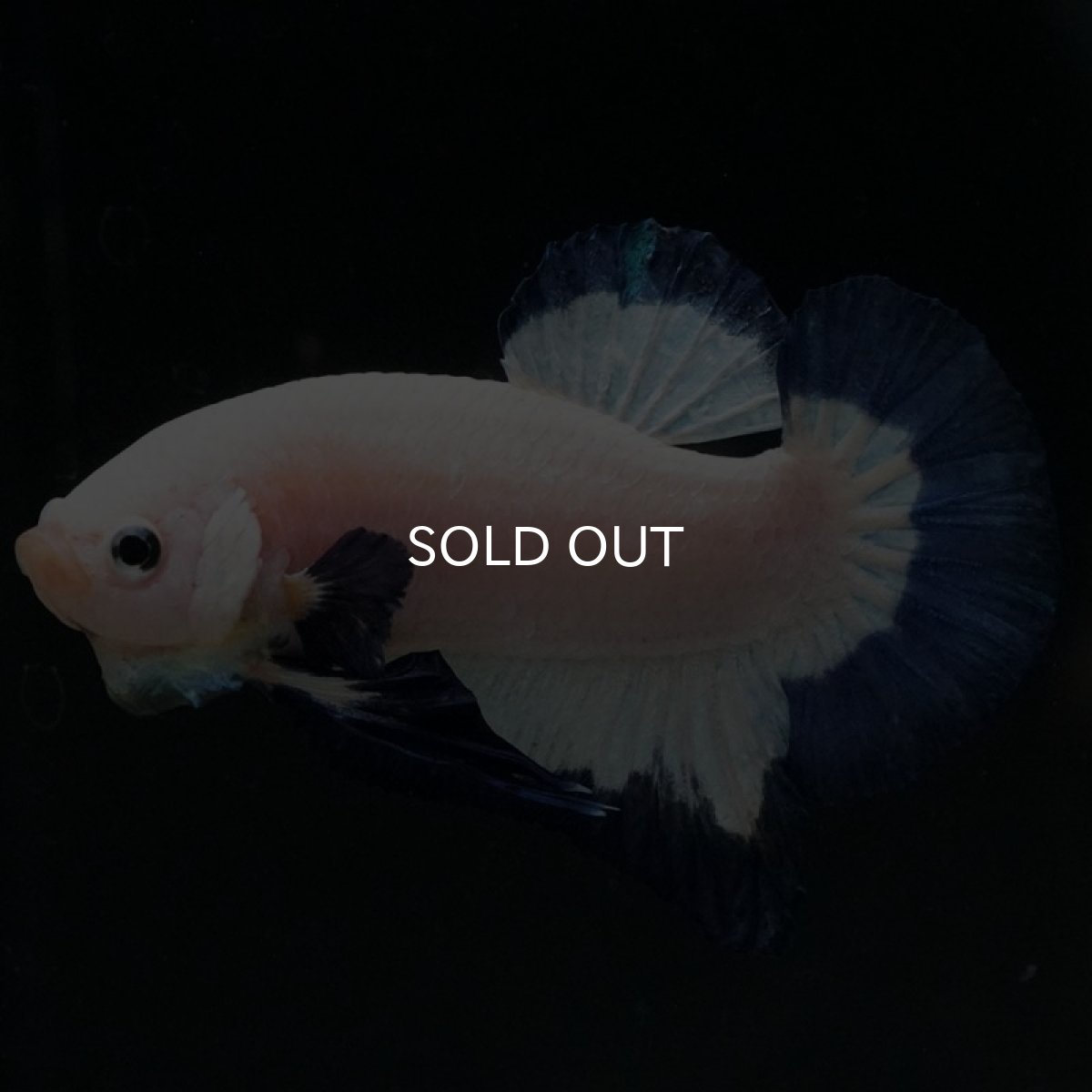 画像6: HMPK ブルーリム (6)