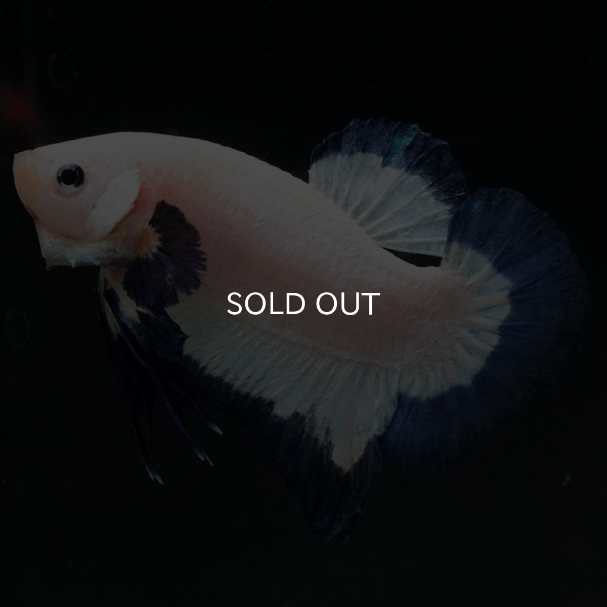 画像5: HMPK ブルーリム (5)