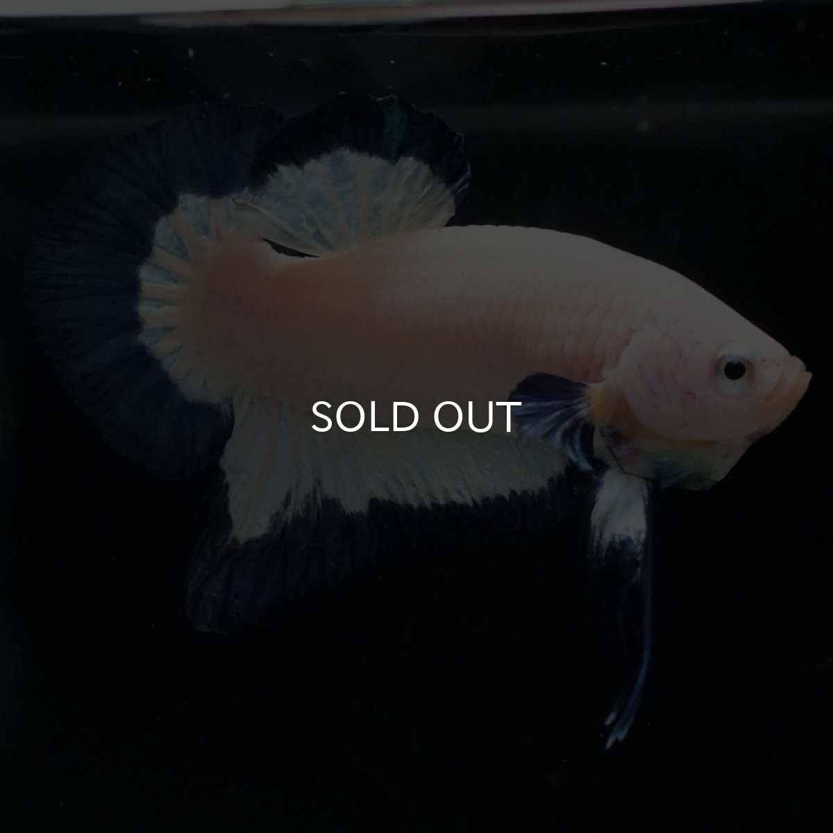 画像4: HMPK ブルーリム (4)