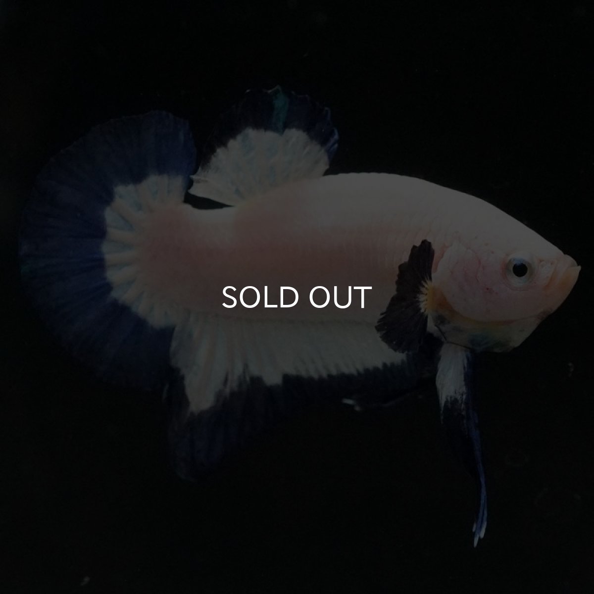 画像3: HMPK ブルーリム (3)