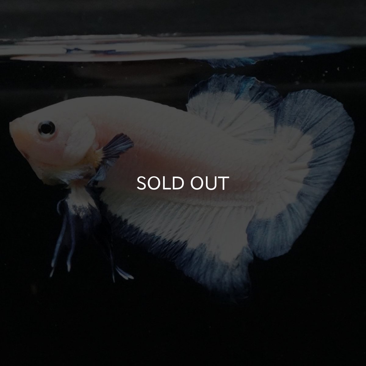 画像2: HMPK ブルーリム (2)