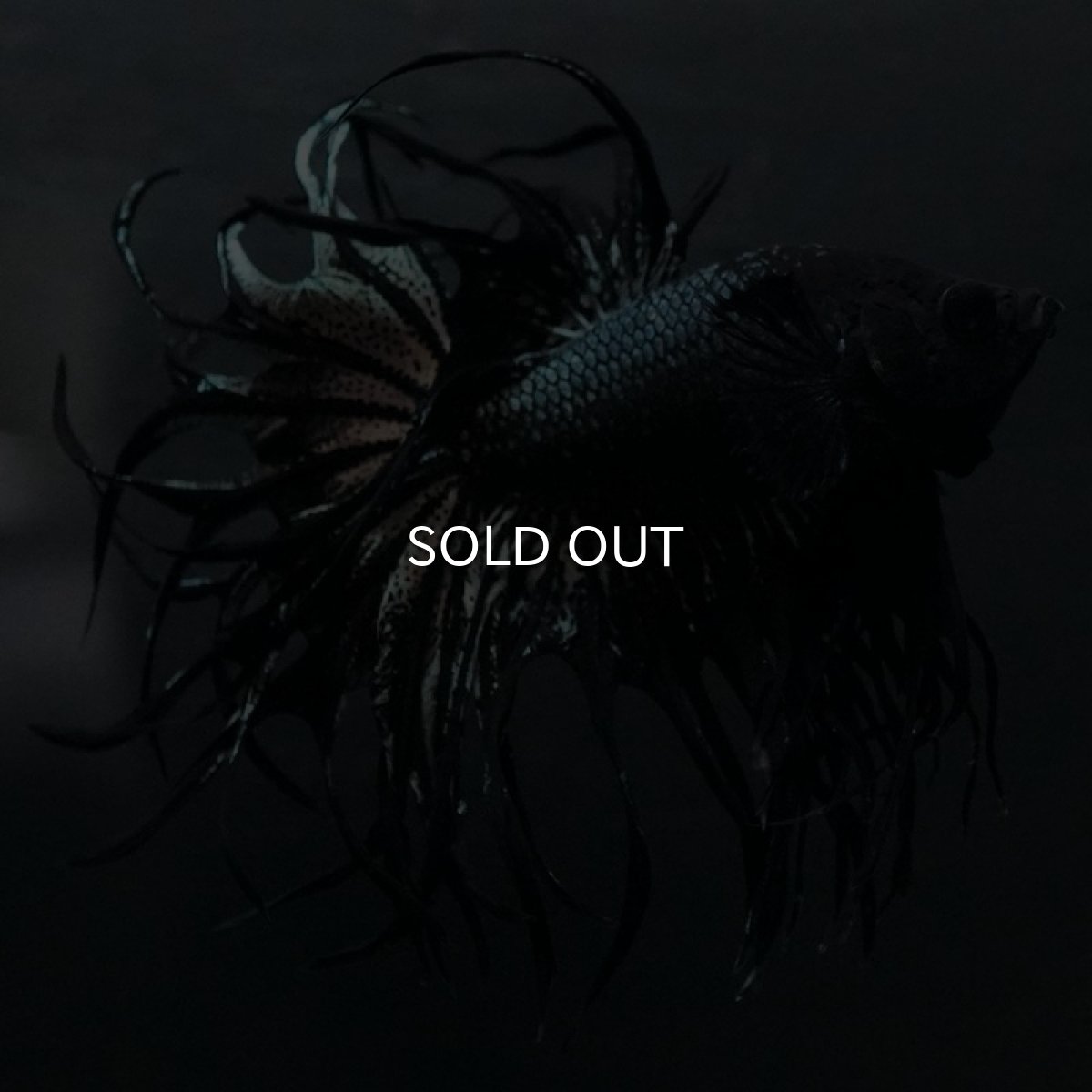 画像6: KCT　ブラックカッパー (6)