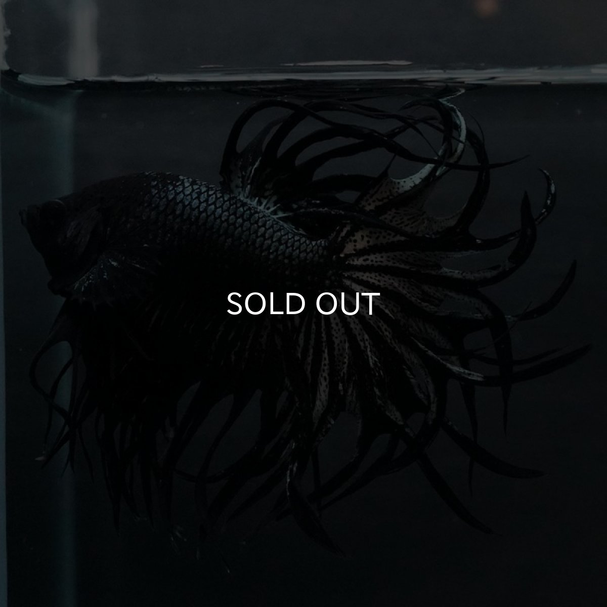 画像5: KCT　ブラックカッパー (5)