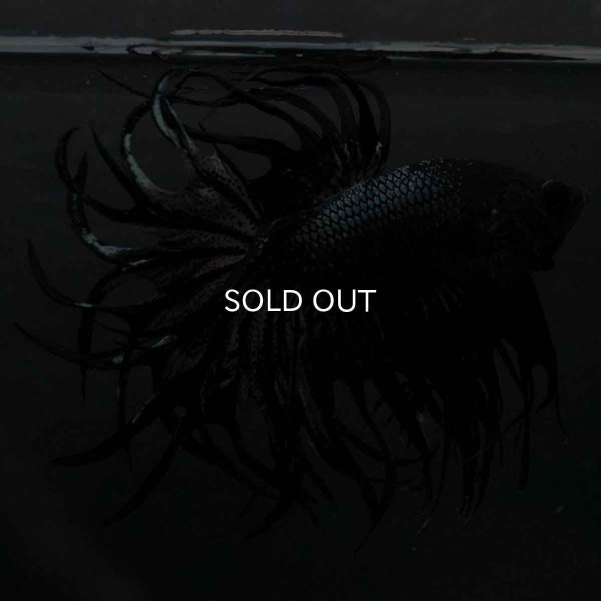 画像4: KCT　ブラックカッパー (4)