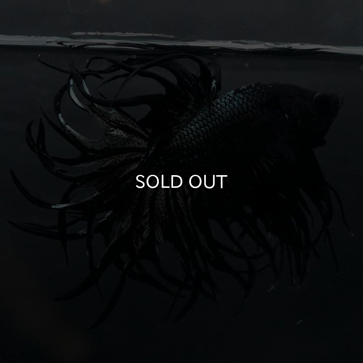 画像3: KCT　ブラックカッパー (3)