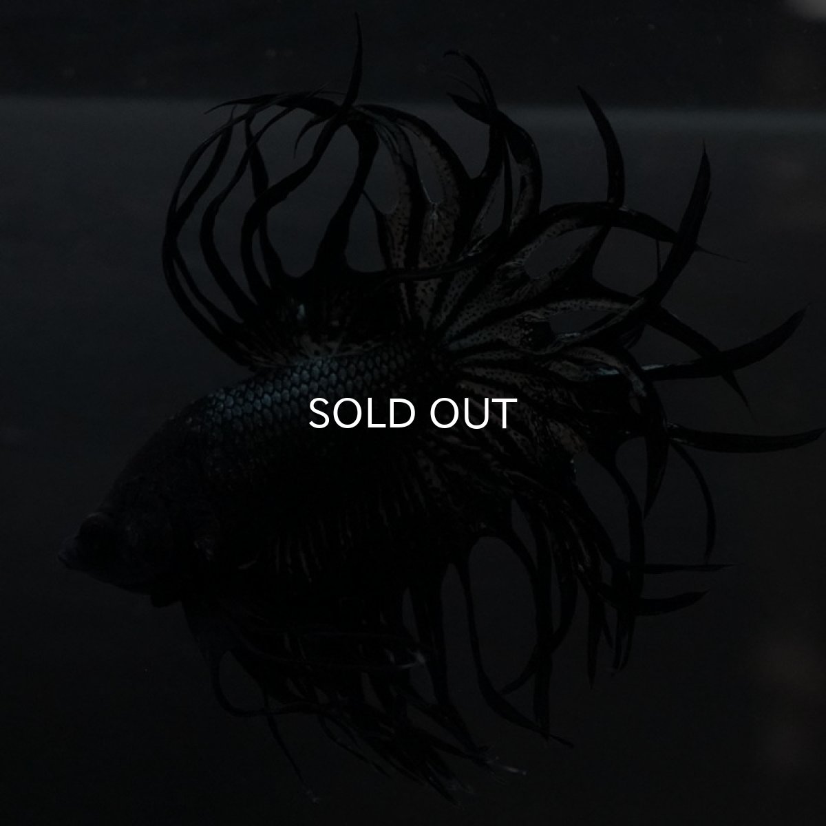 画像2: KCT　ブラックカッパー (2)