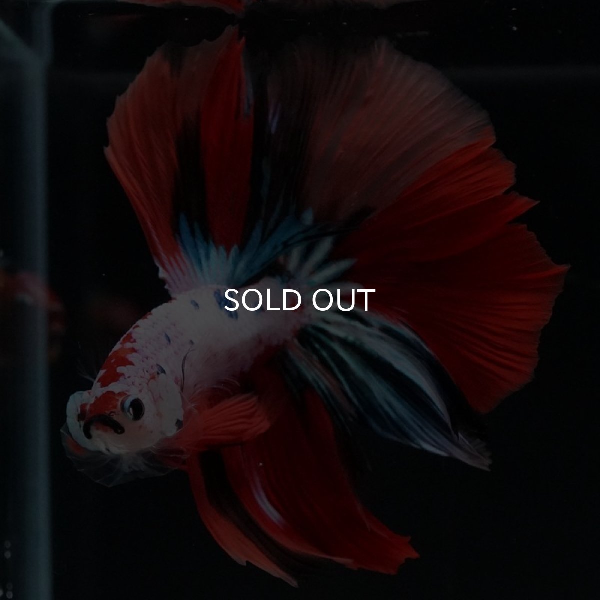 画像9: HM キャンディレインボー (9)