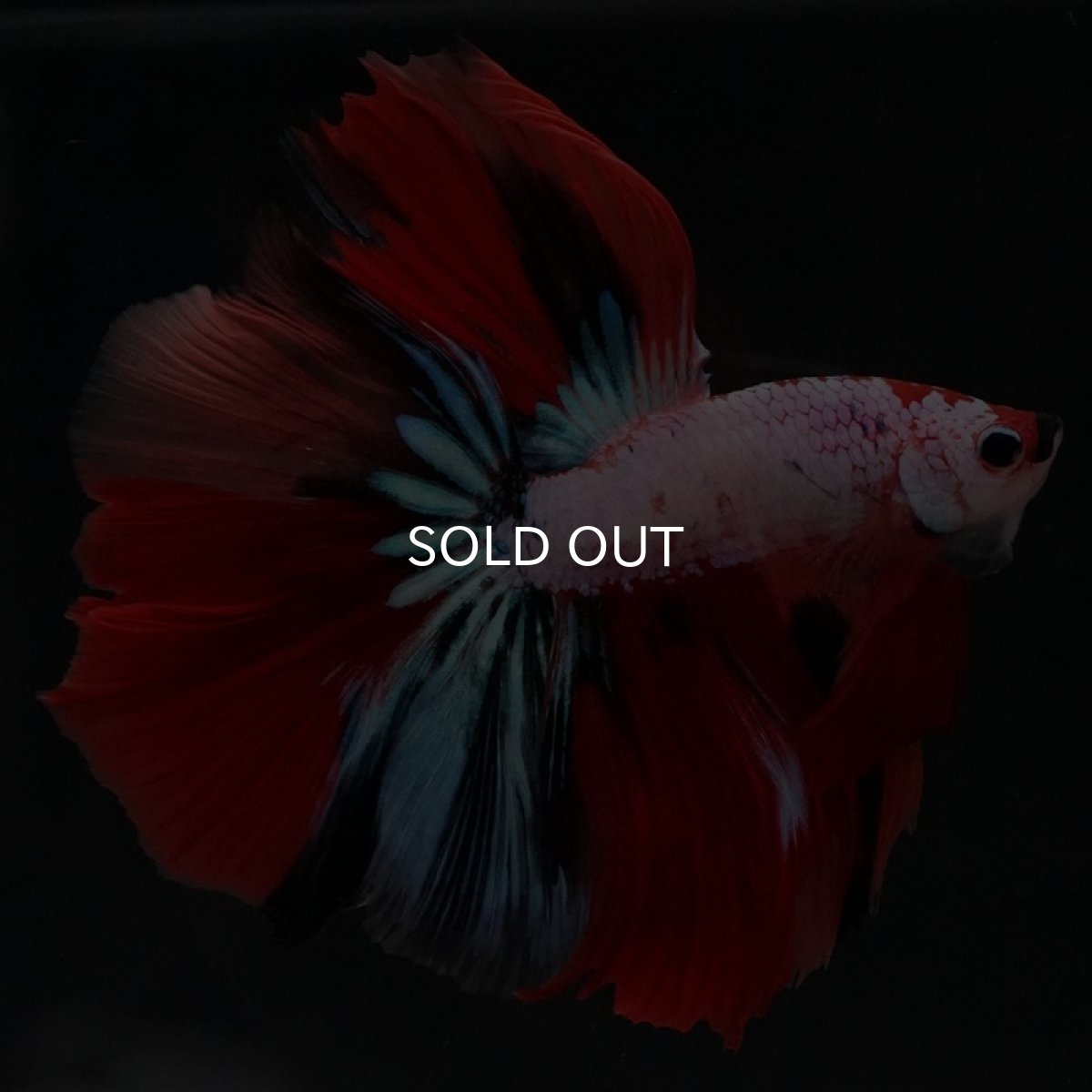 画像8: HM キャンディレインボー (8)