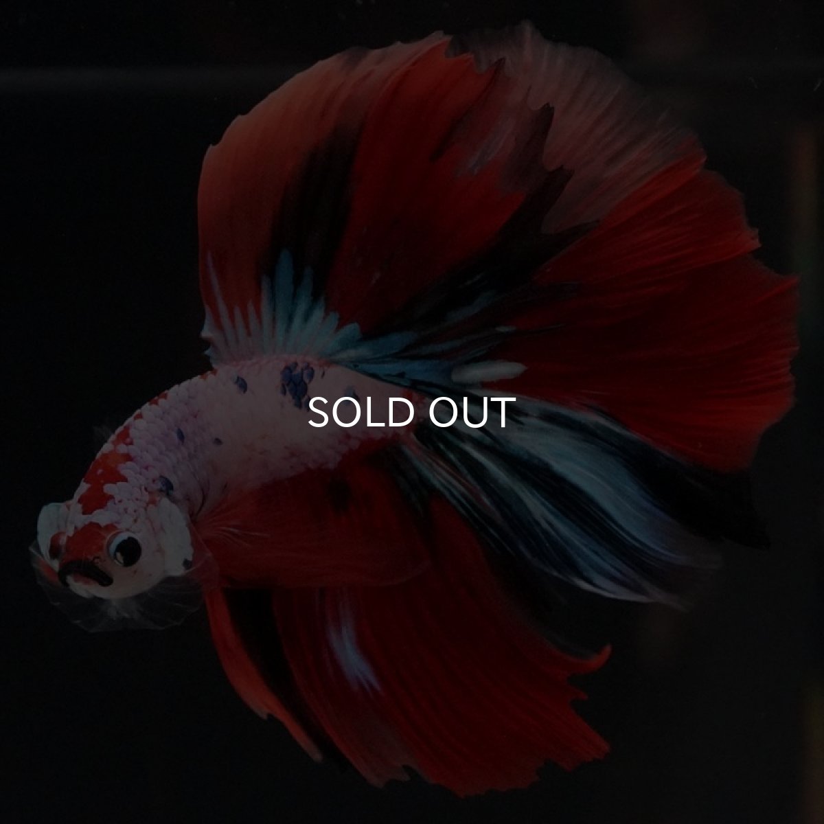 画像2: HM キャンディレインボー (2)