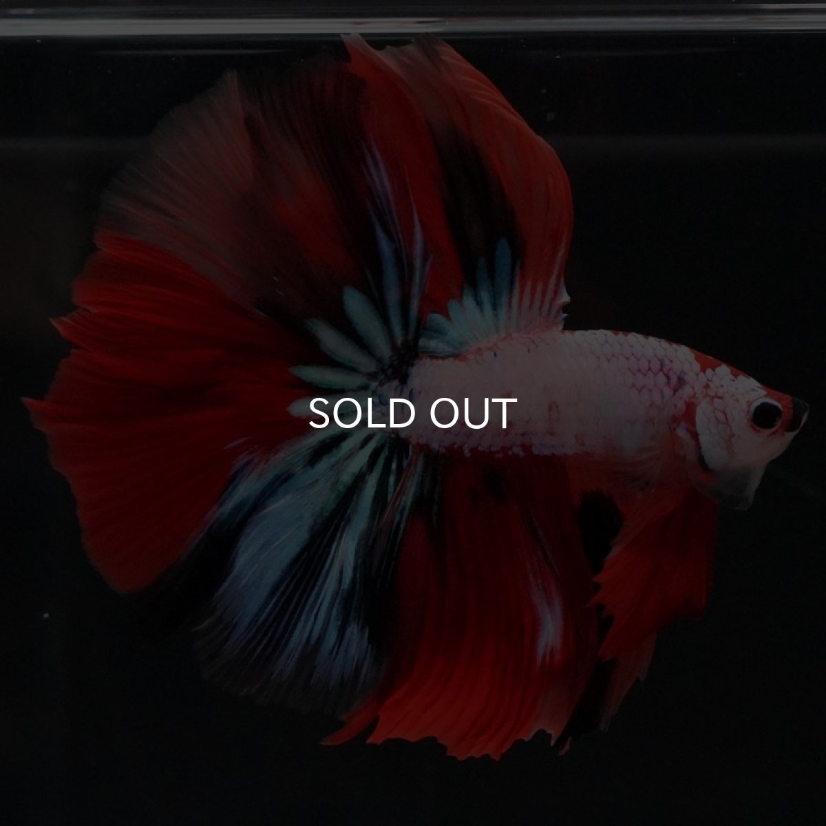 画像5: HM キャンディレインボー (5)