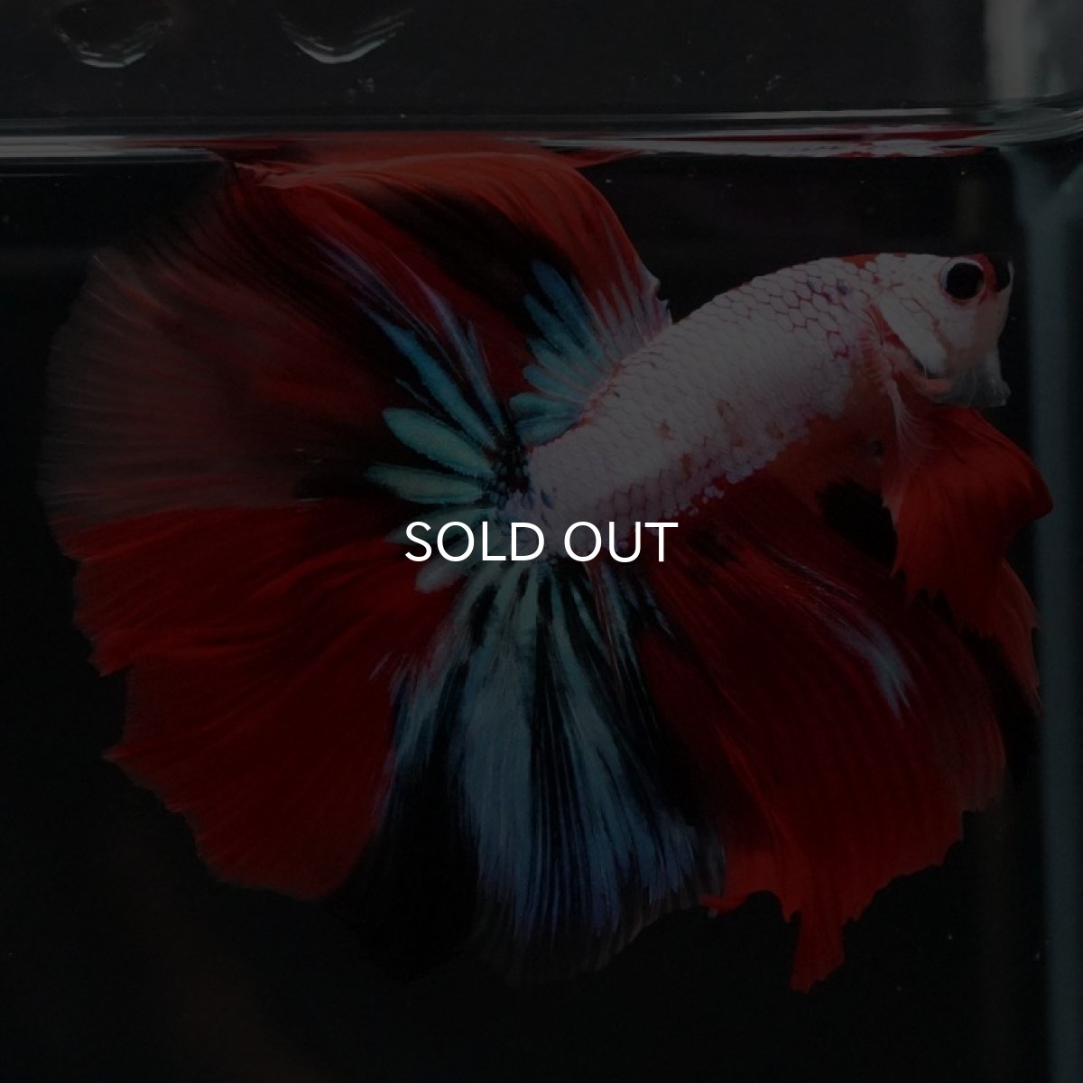 画像3: HM キャンディレインボー (3)