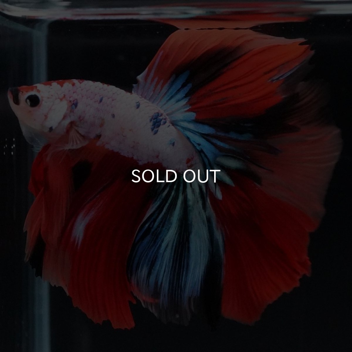 画像7: HM キャンディレインボー (7)