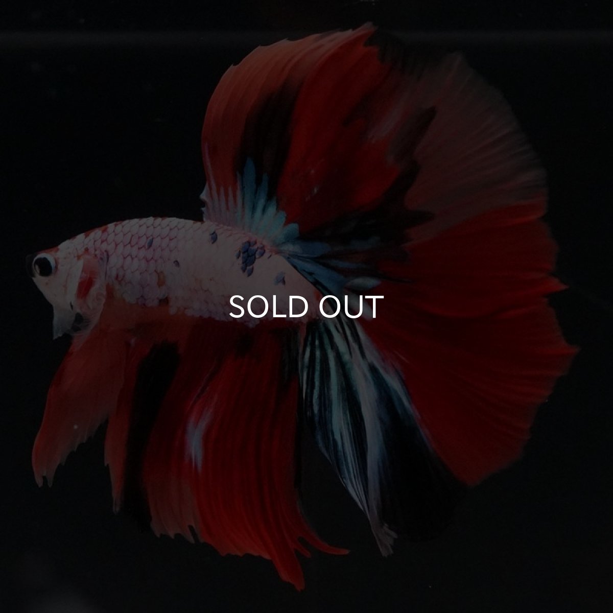 画像6: HM キャンディレインボー (6)