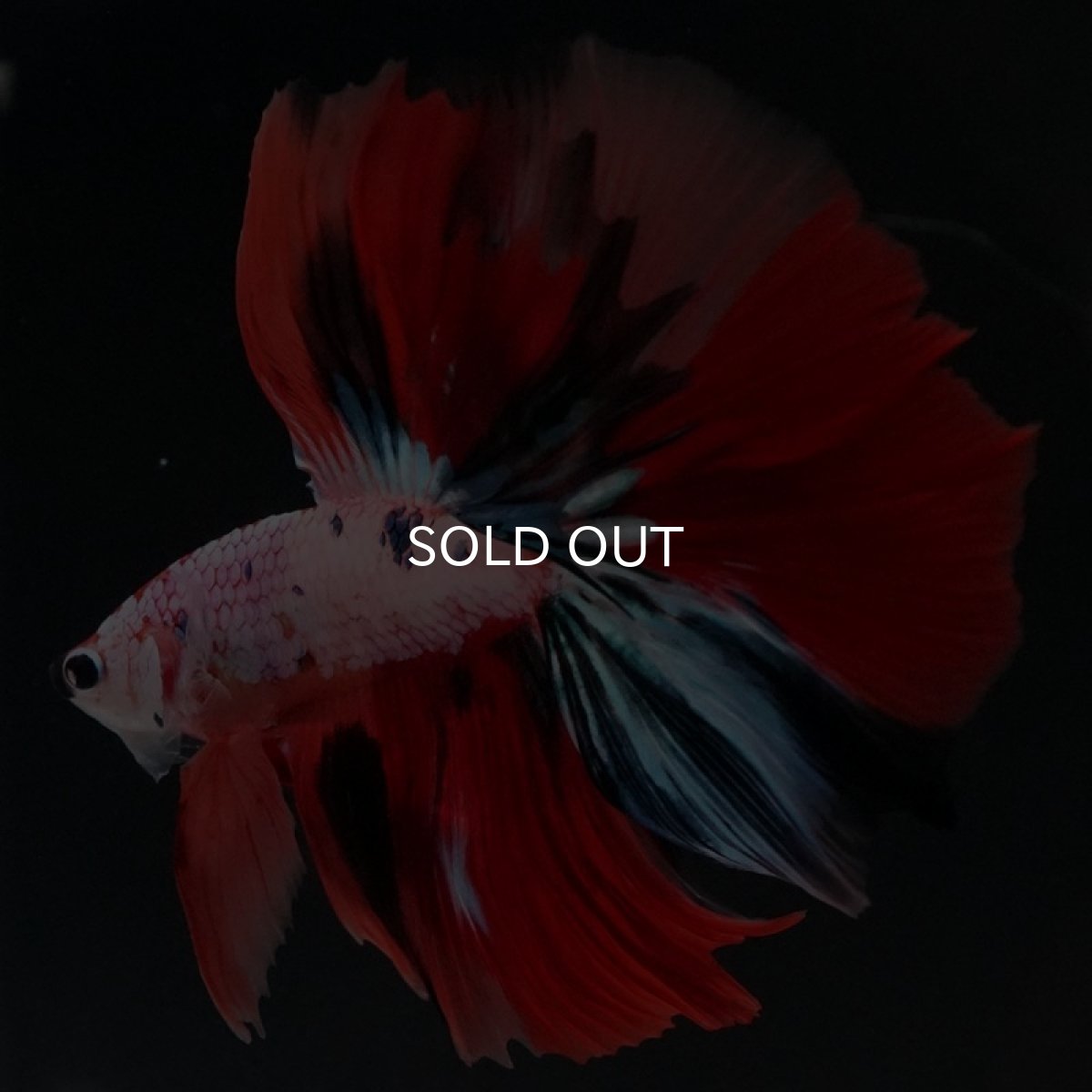 画像4: HM キャンディレインボー (4)