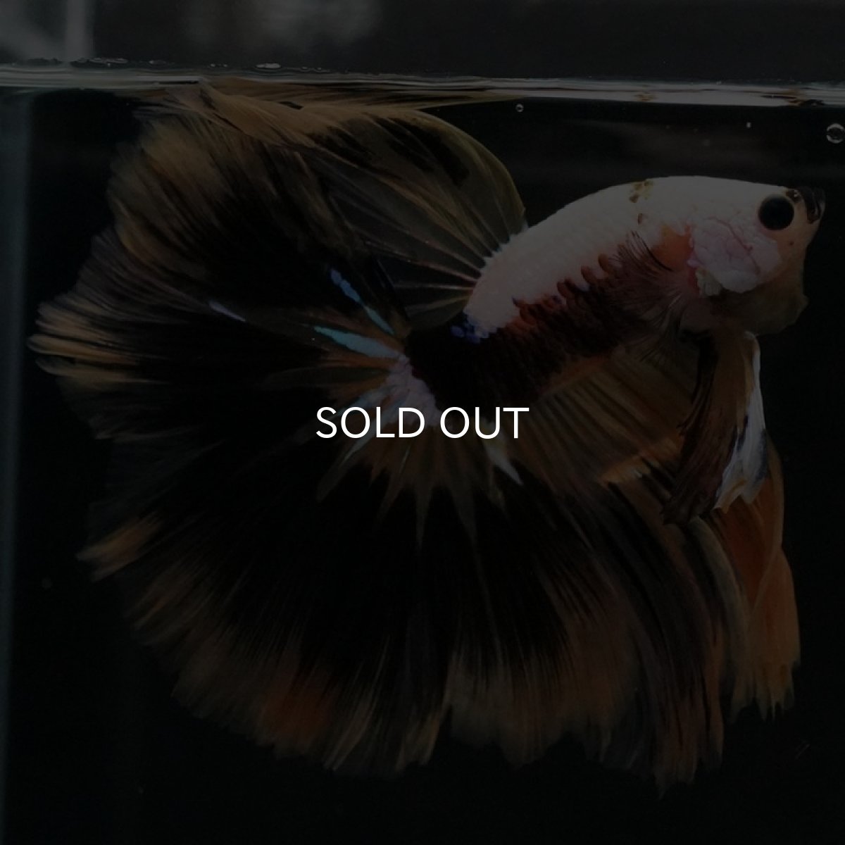 画像6: HM イエローファンシー (6)