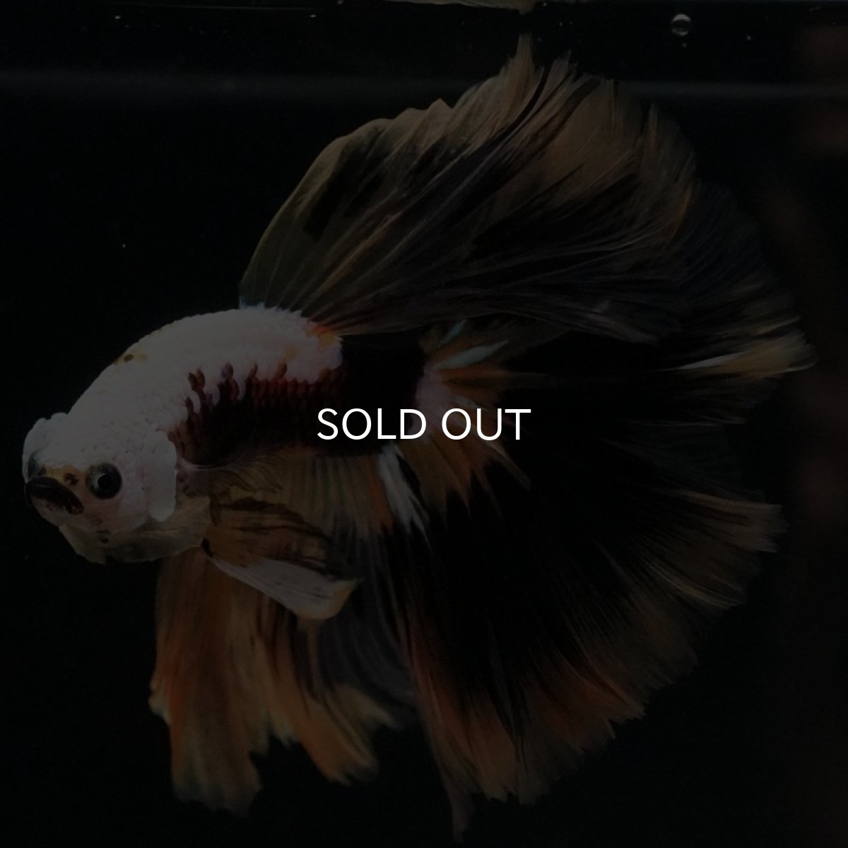 画像4: HM イエローファンシー (4)