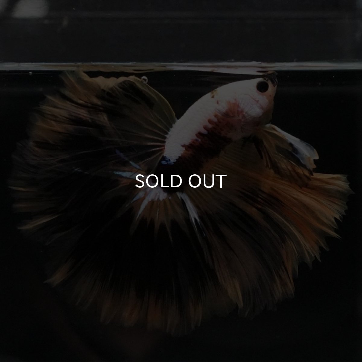 画像5: HM イエローファンシー (5)