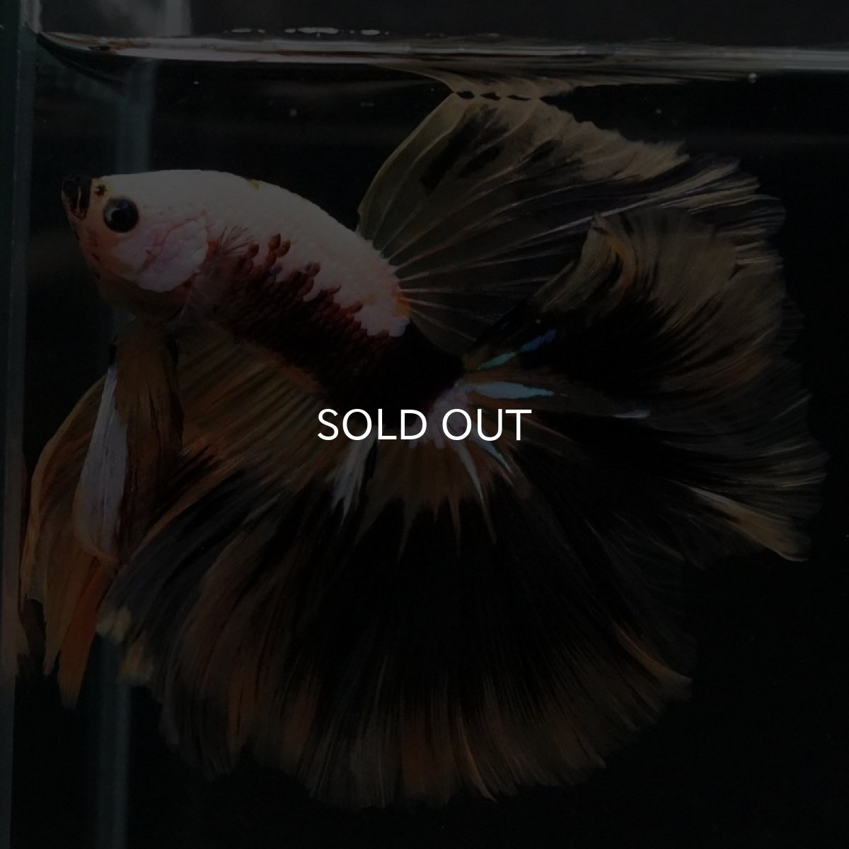 画像2: HM イエローファンシー (2)