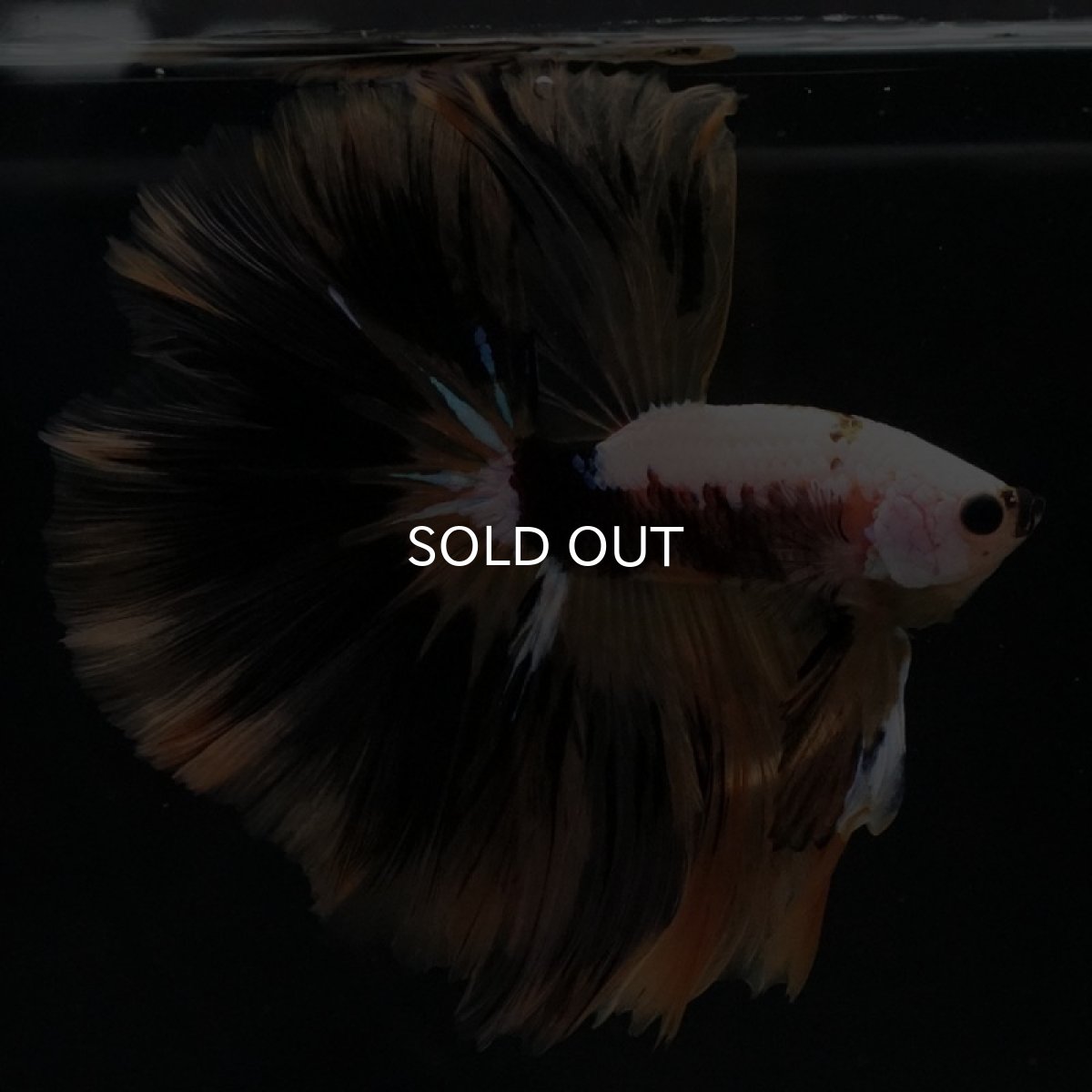 画像3: HM イエローファンシー (3)