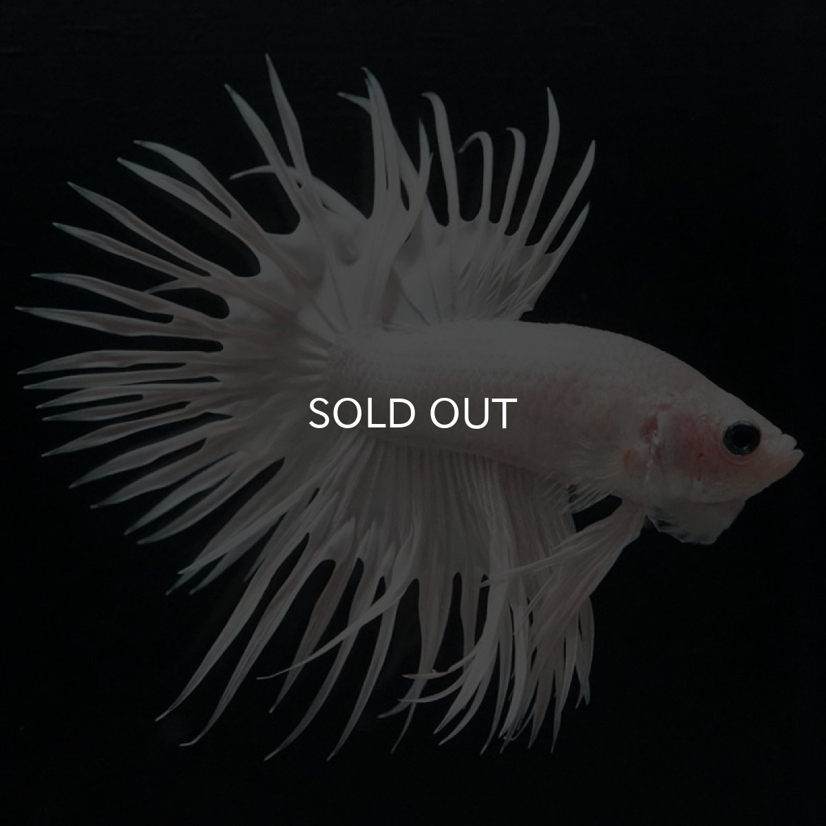 画像8: CT　ホワイト (8)