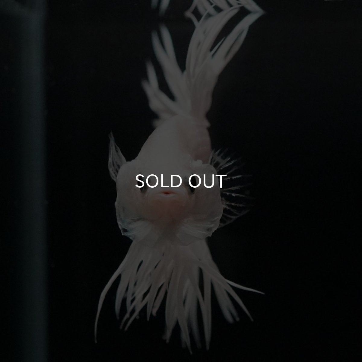 画像6: CT　ホワイト (6)