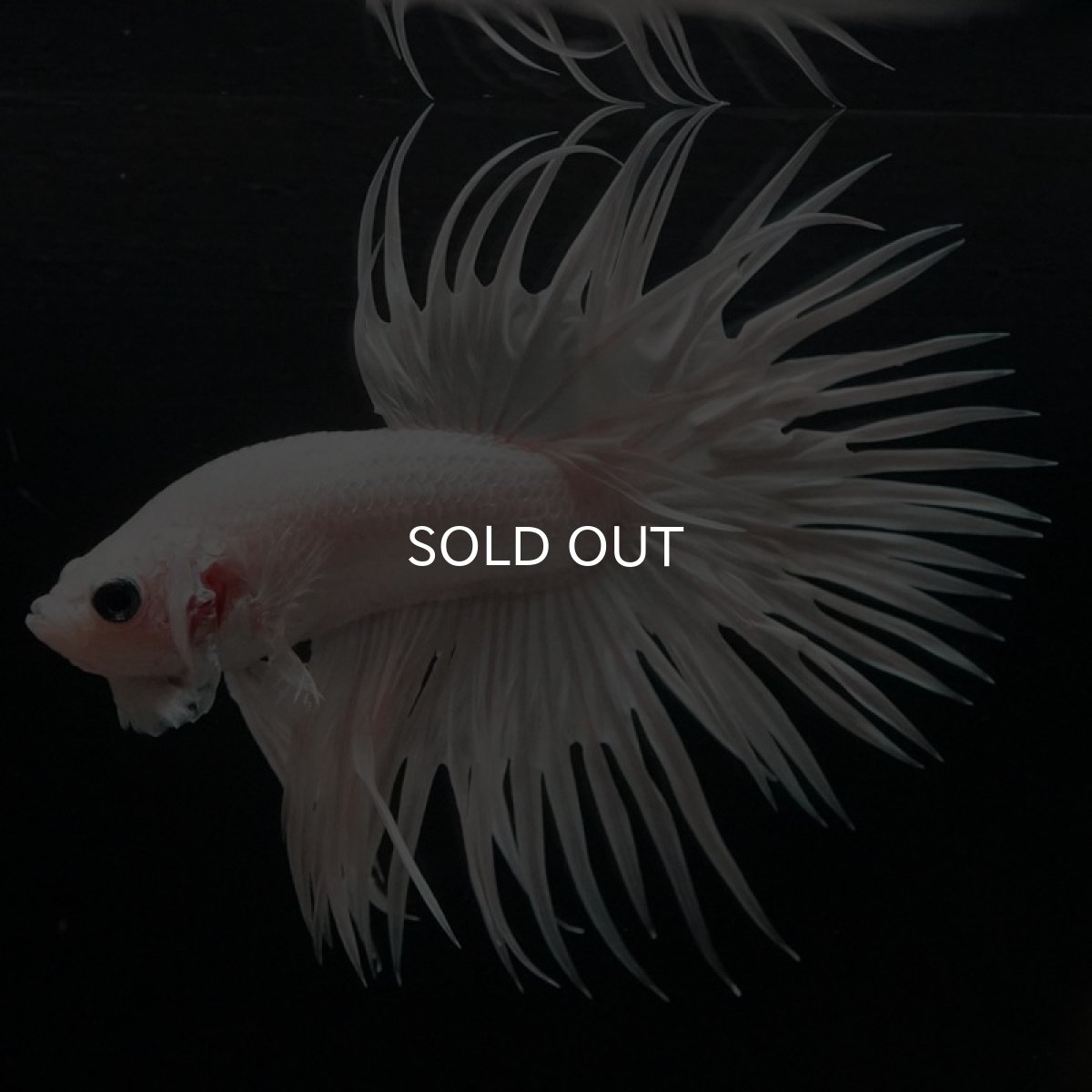 画像7: CT　ホワイト (7)