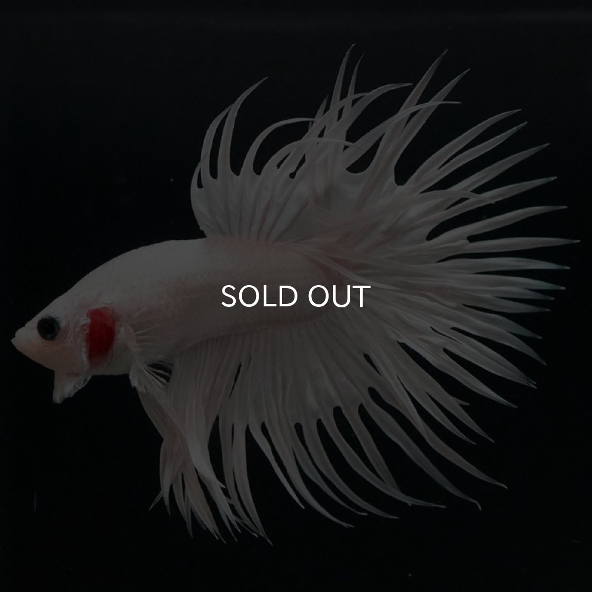 画像3: CT　ホワイト (3)