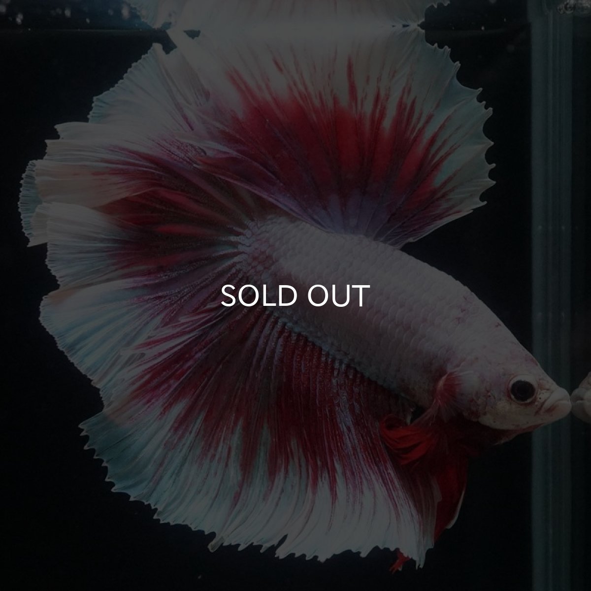 画像5: HM ラベンダーバタフライ (5)