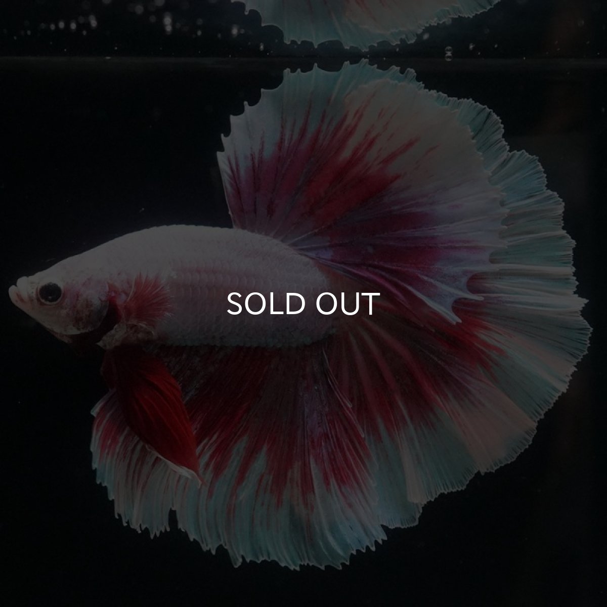 画像4: HM ラベンダーバタフライ (4)