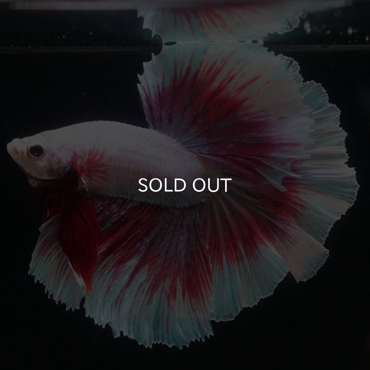 画像3: HM ラベンダーバタフライ (3)