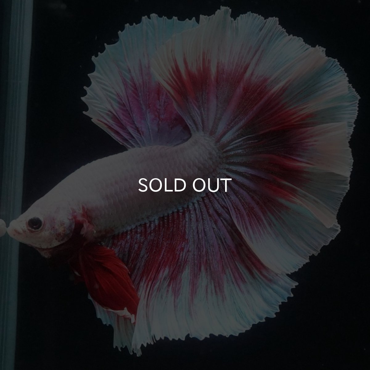 画像2: HM ラベンダーバタフライ (2)