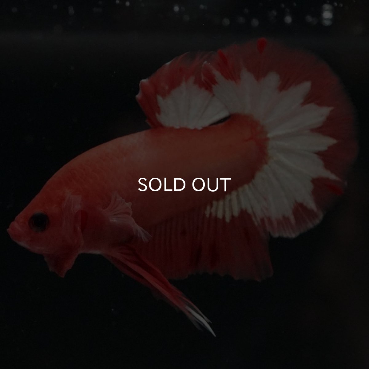 画像4: HMPK オレンジファンシー (4)