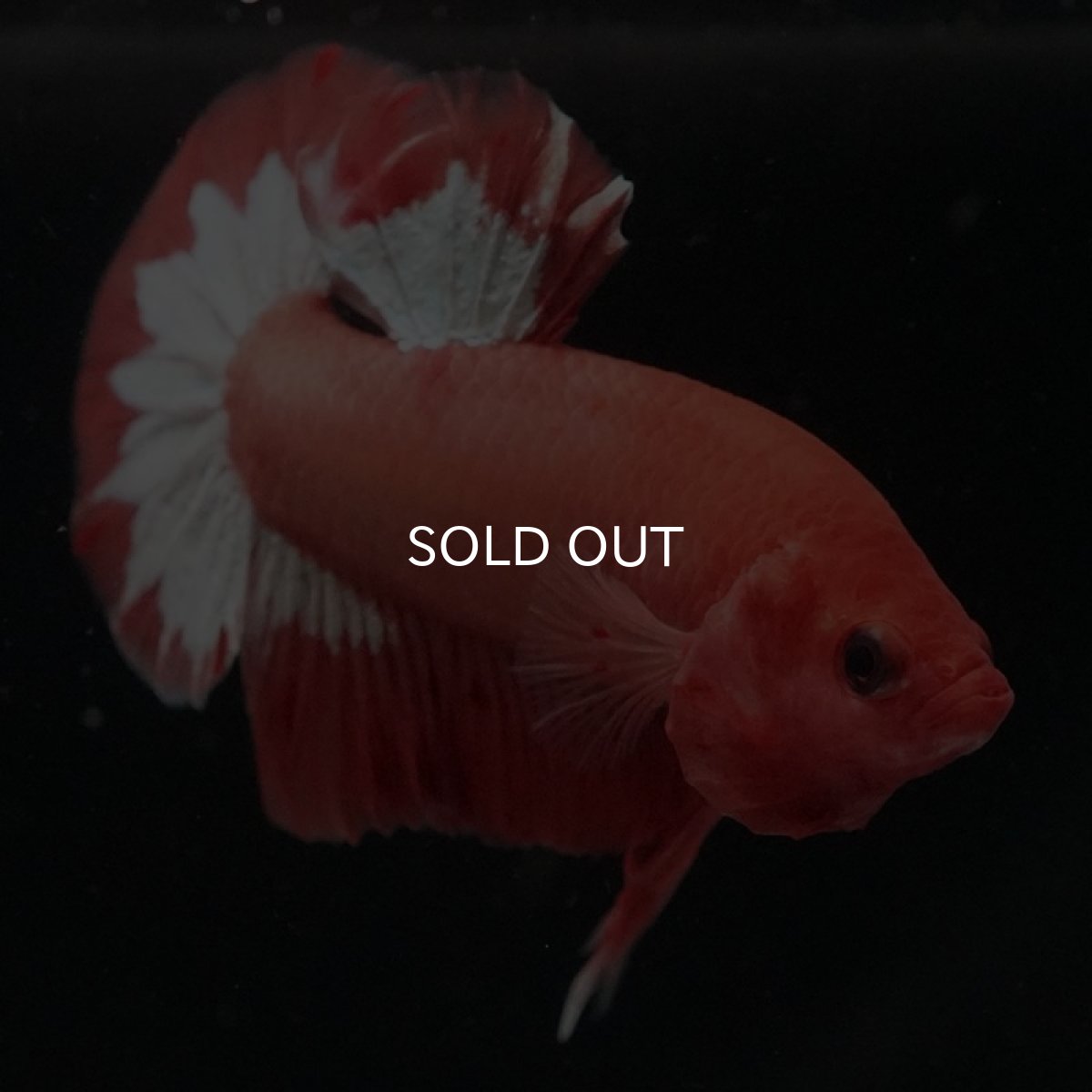 画像5: HMPK オレンジファンシー (5)