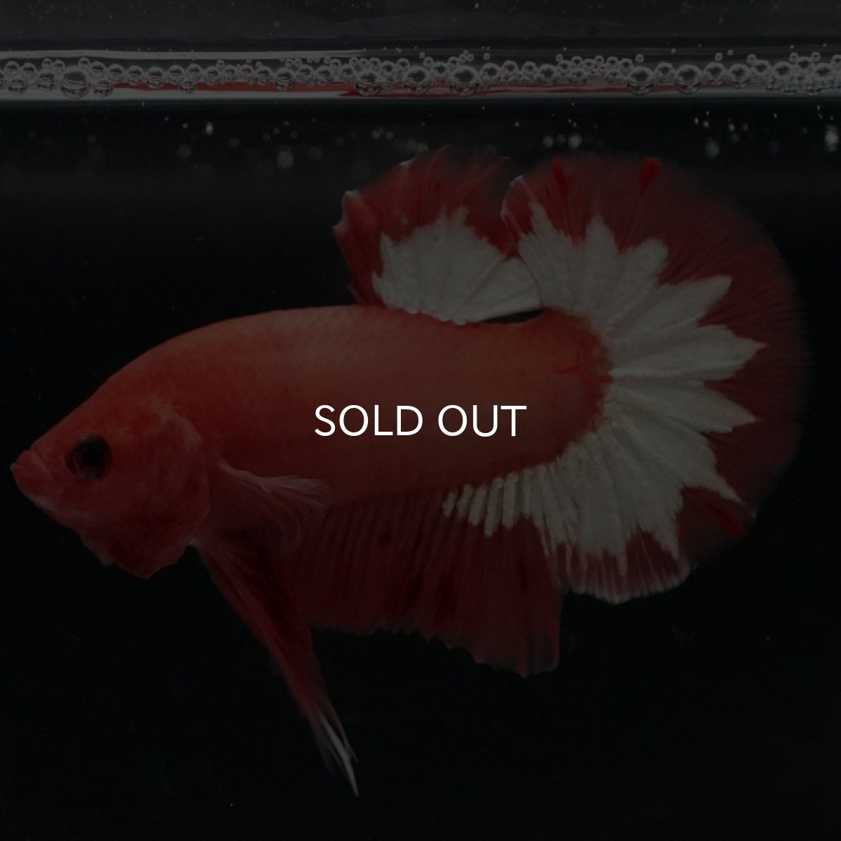 画像3: HMPK オレンジファンシー (3)