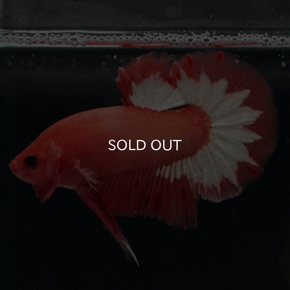 画像2: HMPK オレンジファンシー (2)