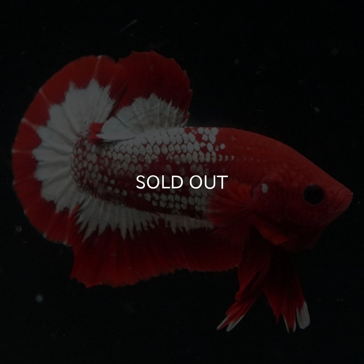 画像3: HMPK ヘルボーイ (3)