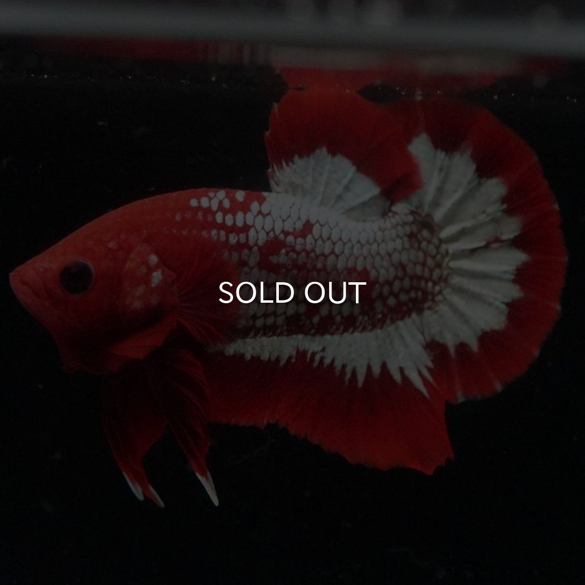 画像4: HMPK ヘルボーイ (4)