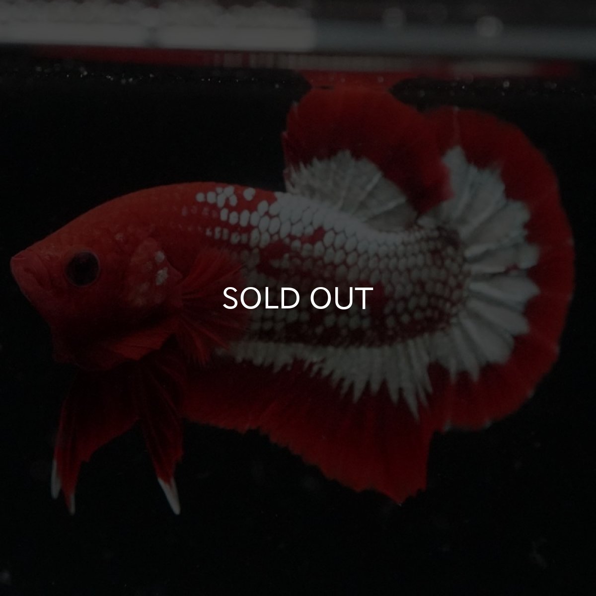 画像2: HMPK ヘルボーイ (2)